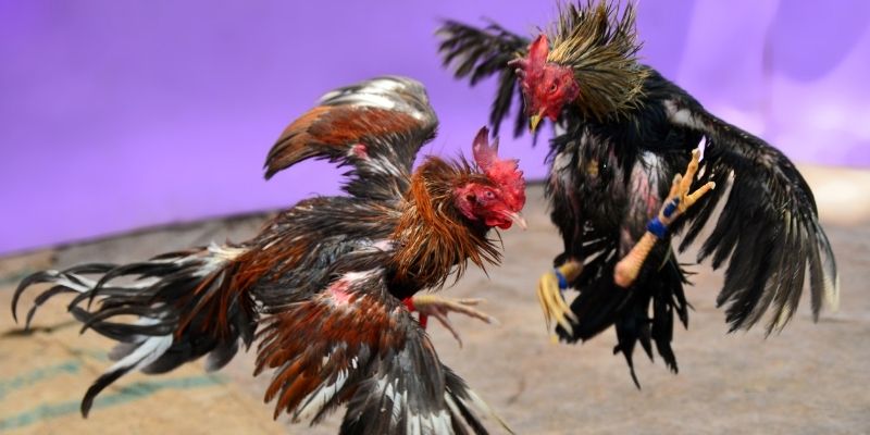 vn88 link nổ hũ tiếng anh là gì