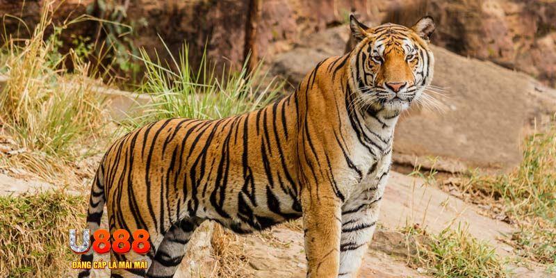 vn88 link ban ca vip online