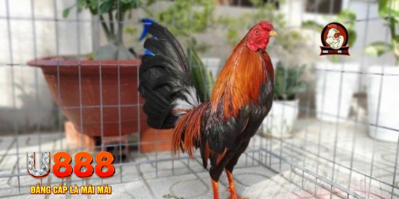 vn88 link tải nổ hũ trên máy tính