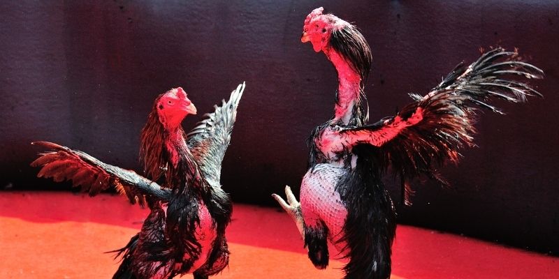 vn88 link Spribe Điện Tử